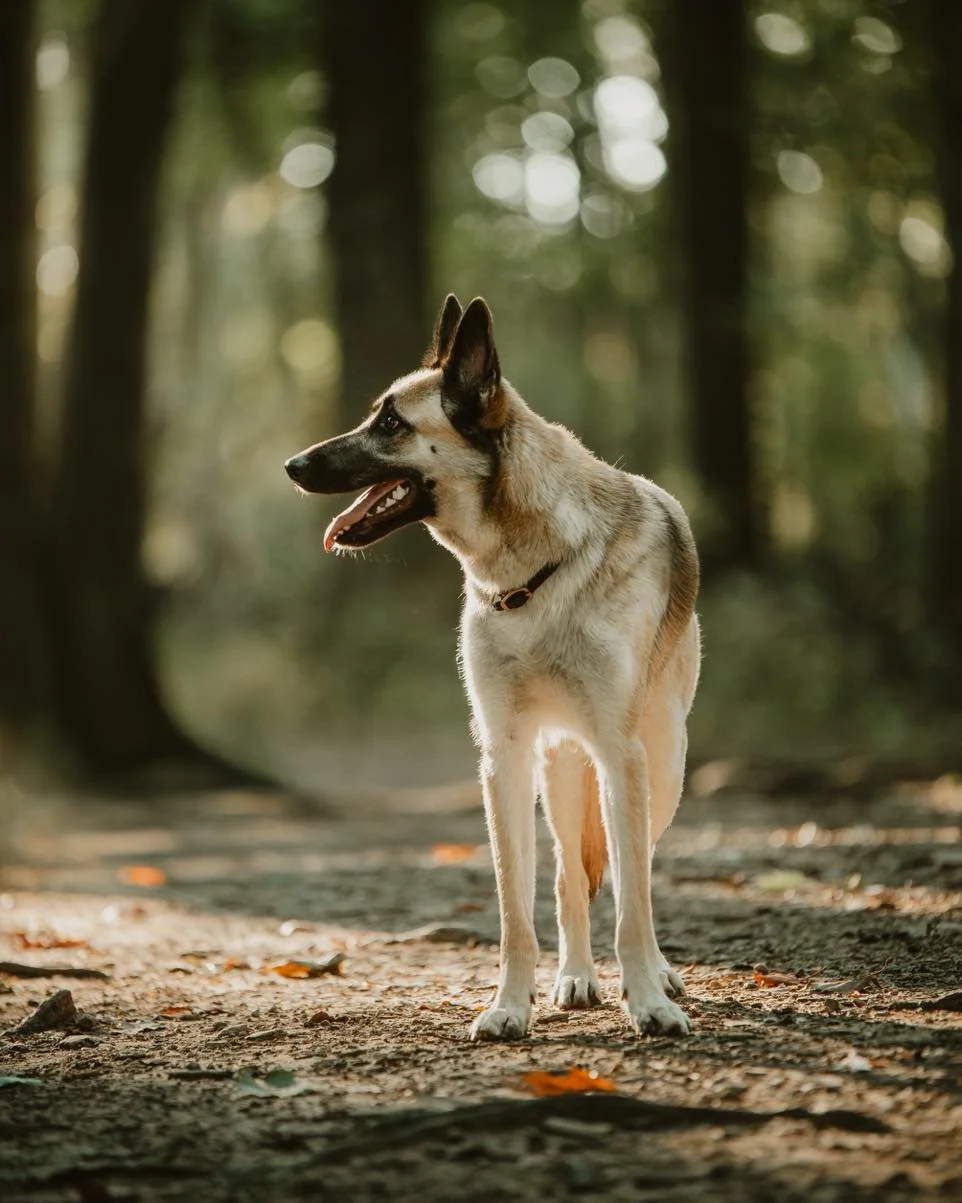 Luna 🫶

If I have a day for dog portrait mini sessions, who would be interested?! 

#dogs #dogsofinstagram #germanshepherd #portraitphotography #petphotography #dogphotography #petphotographer #Ohio #petsofinstagram #petstagram #doglife