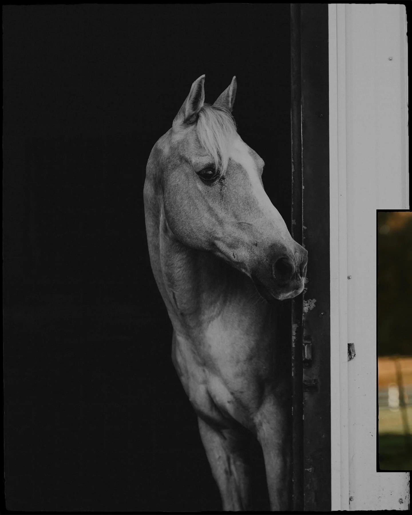 Luke ❤️ 

The senior pet sessions are a bit harder to work through when they personally hold a piece of your heart. 

Hard to believe this dude is in his 30s and that I met him over a decade ago. 

#equine #equinephotographer #ohiophotographer #senio