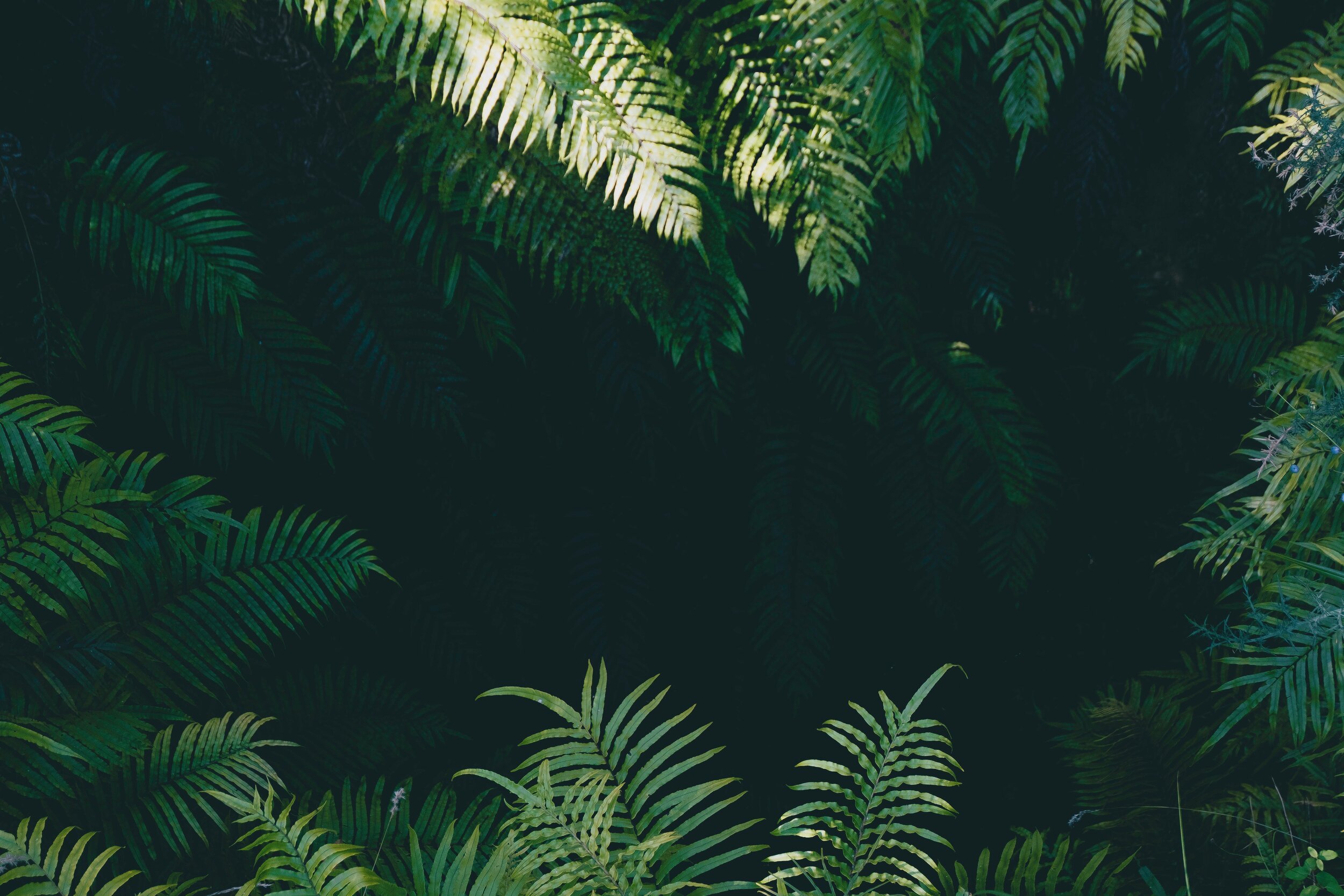 yoal-desurmont-jqgsM3B9Fpo-unsplash.jpeg