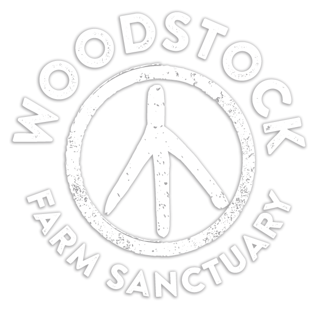 Marketing and Communications Manager at Woodstock Farm Sanctuary