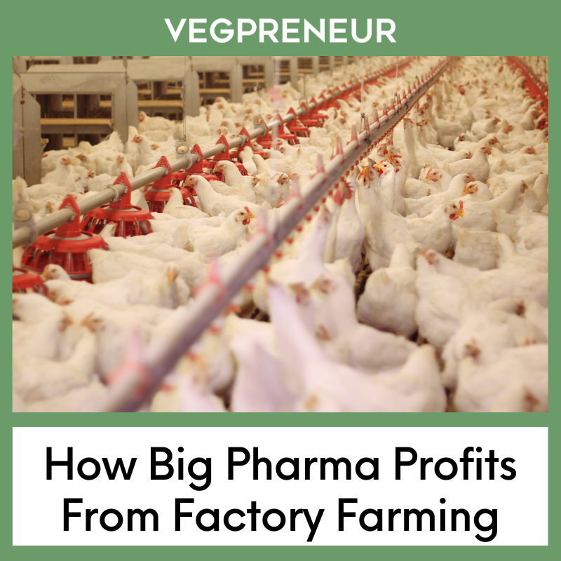 How Big Pharma Profits From Factory Farming