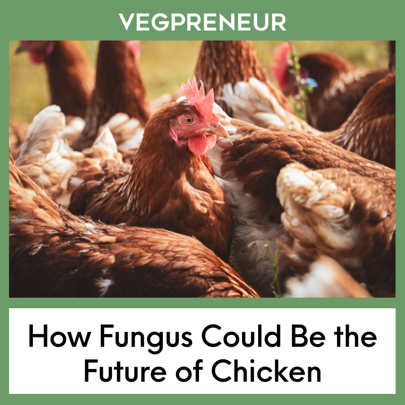 Is Fungus The Future Of Chicken?