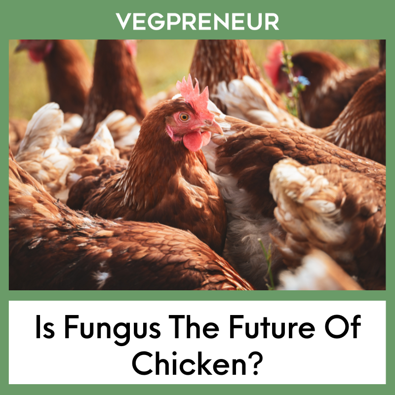 Is Fungus The Future Of Chicken?