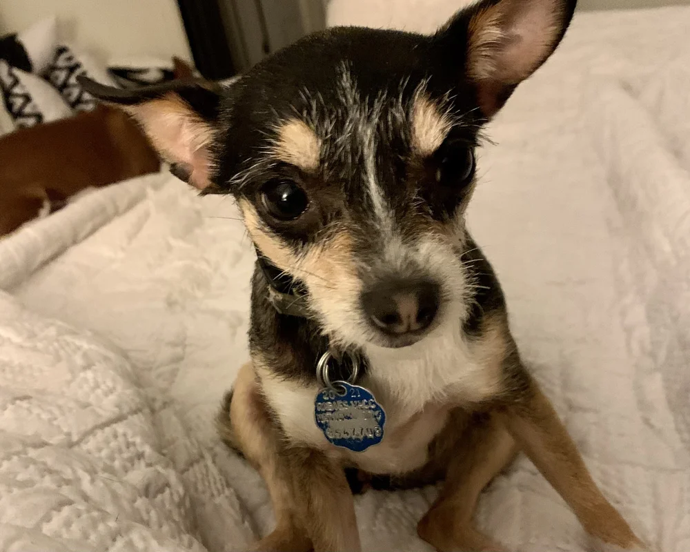 FullSizeRender 2.jpeg