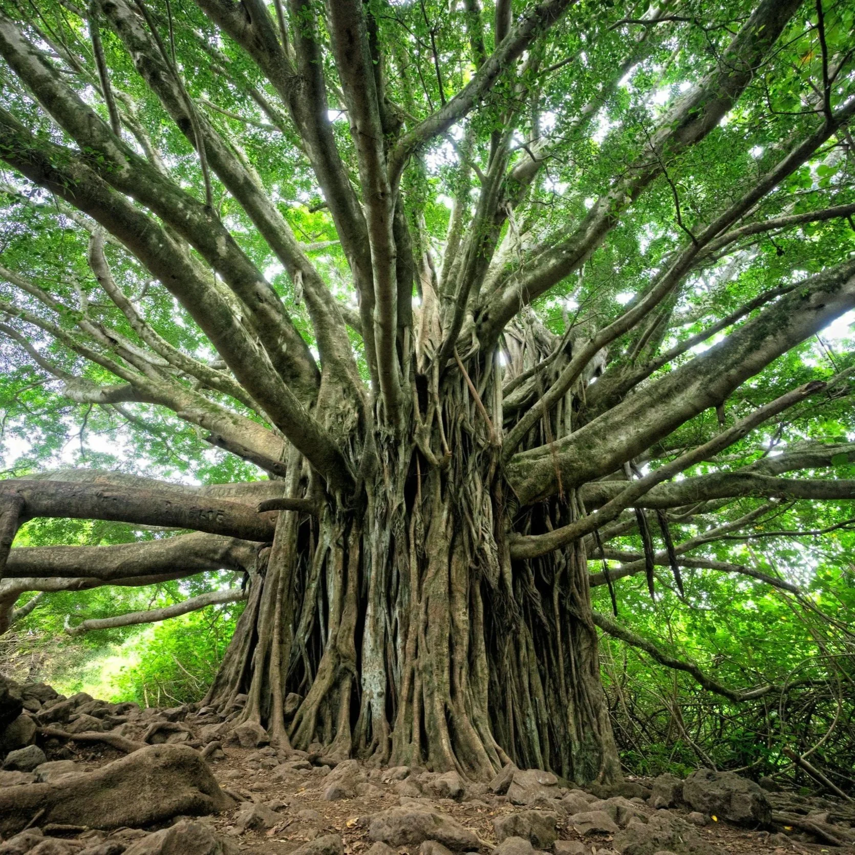 Large tree with deep roots symbolizing spiritual grounding and personal growth
