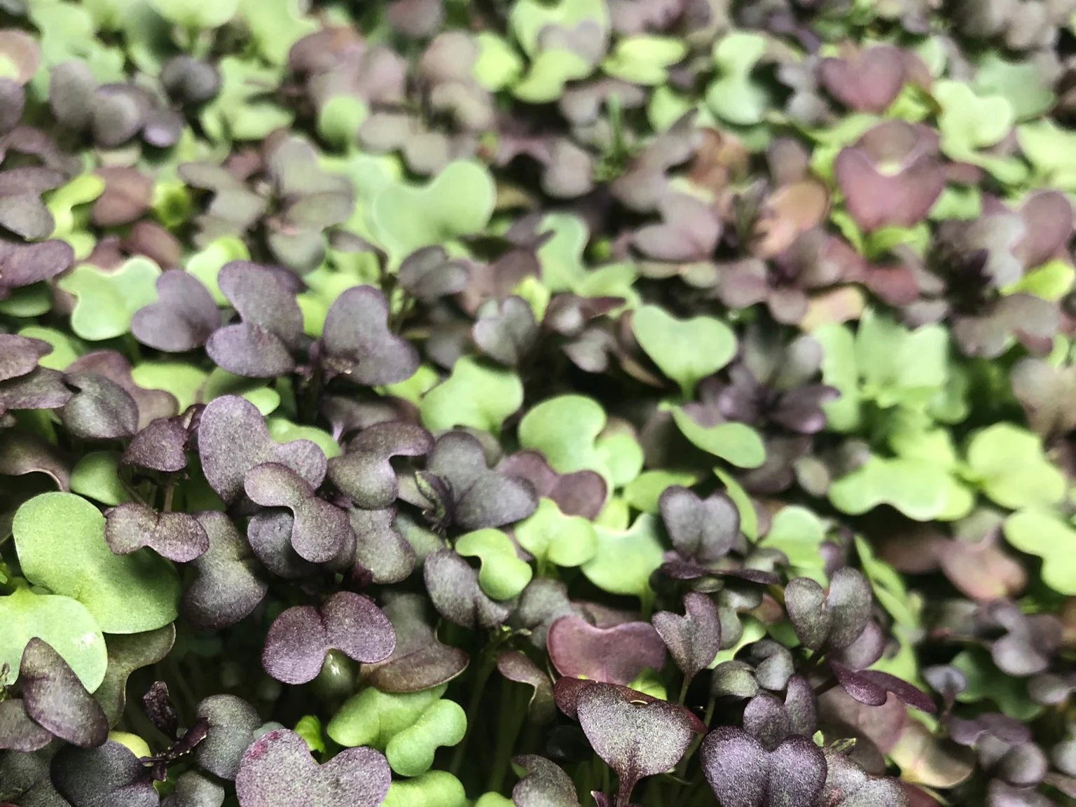 microgreens.jpg