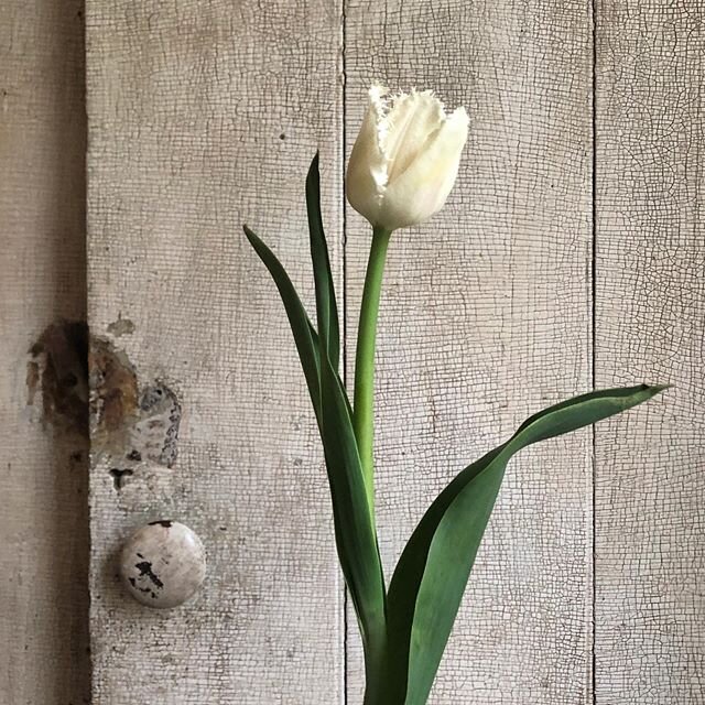 Tulips continue to grow after being cut. We should all be more like tulips. 🌷 ::::::::::::::::::::::::::::::::::::::::::::::::::::::::::::
#floralarranging #makeart #floralart #flowers #bouquet #eldred #barryville #callicoon #honesdale #floret #narr