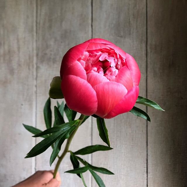 Who wants peonies in their bouquets this week? Link to order a weekly bouquet for Saturday delivery is in our bio!🙌 ::::::::::::::::::::::::::::::::::::::::::::::::::::::::::::
#floralarranging #makeart #floralart #flowers #bouquet #eldred #barryvil