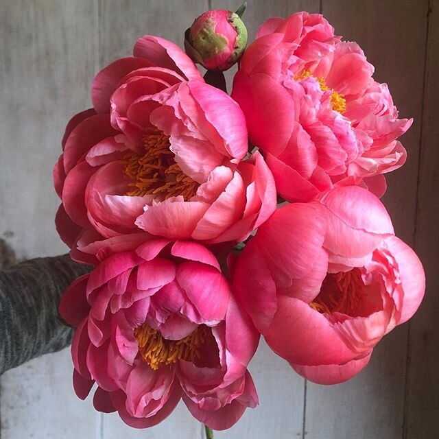 Hard to believe something so fluffy can come out of such a tightly packed bud. Bouquets this week will be all peonies and will come in various stages of bloom. You might get some tightly packed like the bud  at the top of this photo but trust us, the