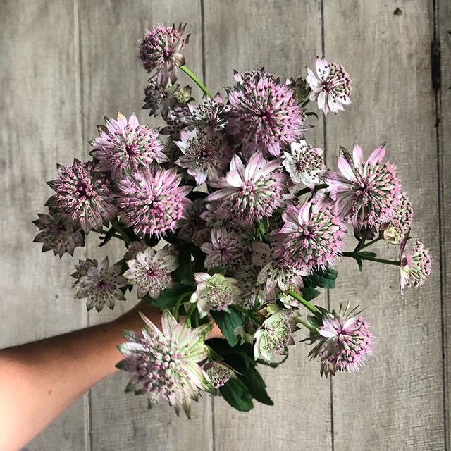 The color of this astrantia inspired this weekend&rsquo;s bouquet color palette. Sometimes Mother Nature knows best. You can find the rest of our ingredients in today&rsquo;s stories. ::::::::::::::::::::::::::::::::::::::::::::::::::::::::::::
#flor
