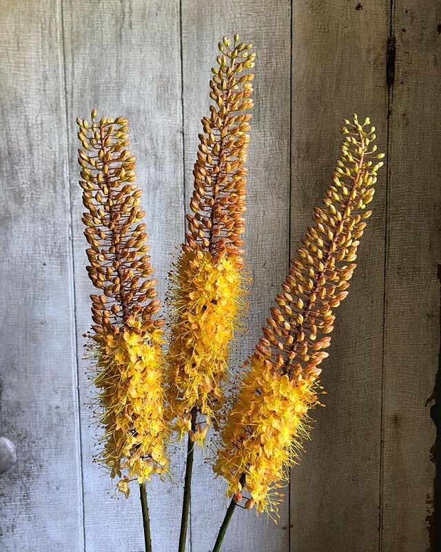 Eremurus. These lovelies also go by &ldquo;foxtail lilies&rdquo; or &ldquo;desert candles&rdquo;. Which is your favorite name for them? ::::::::::::::::::::::::::::::::::::::::::::::::::::::::::::
#floralarranging #makeart #floralart #flowers #bouque