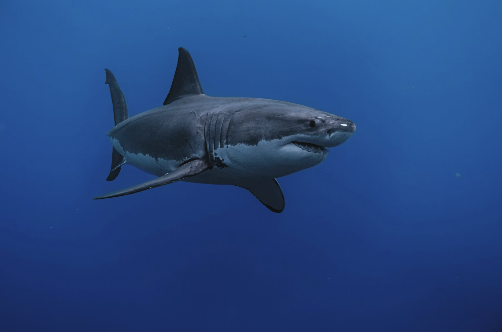 shark attack.png