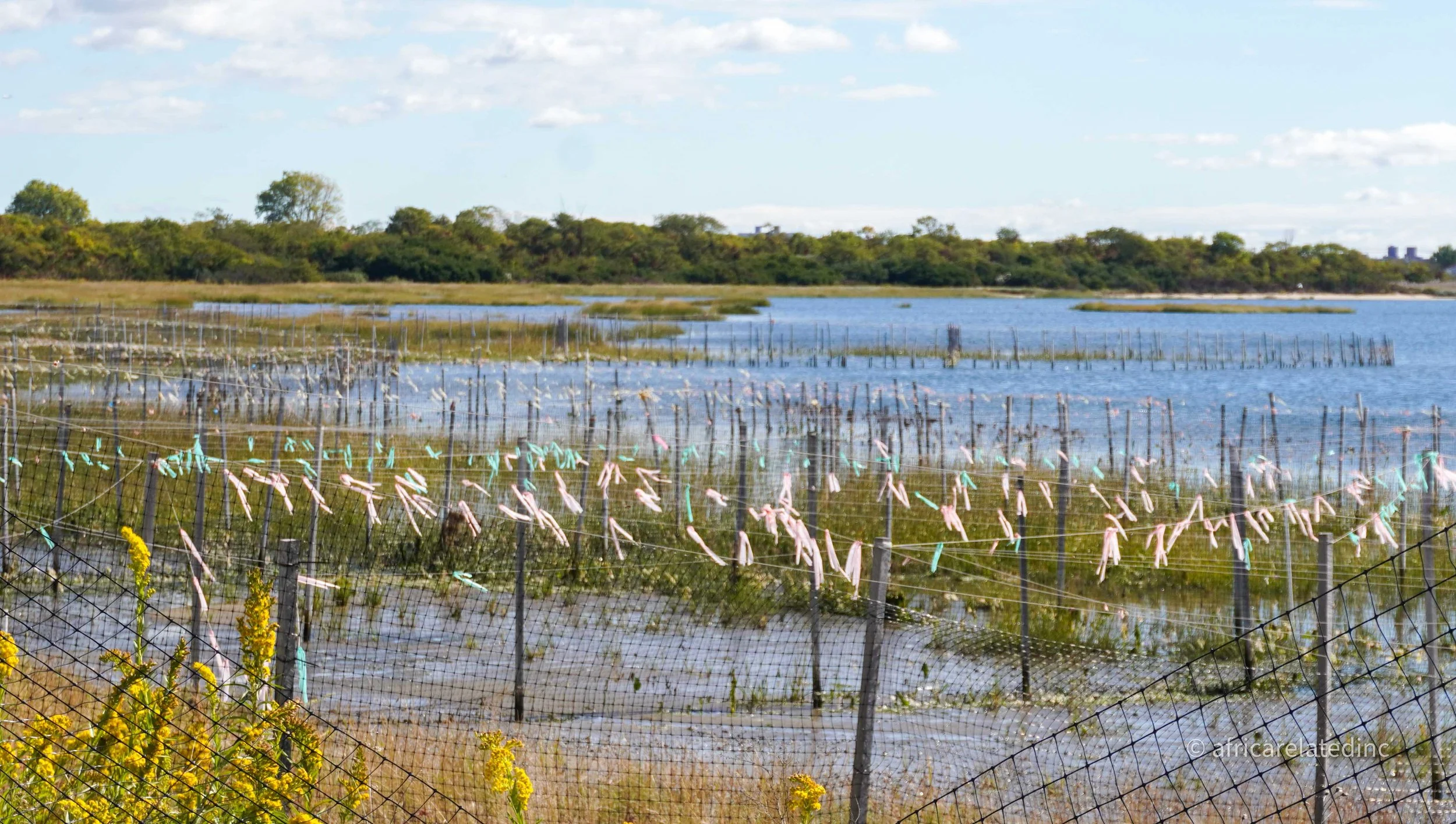 ARInc  - Jamaica Bay-49.jpg