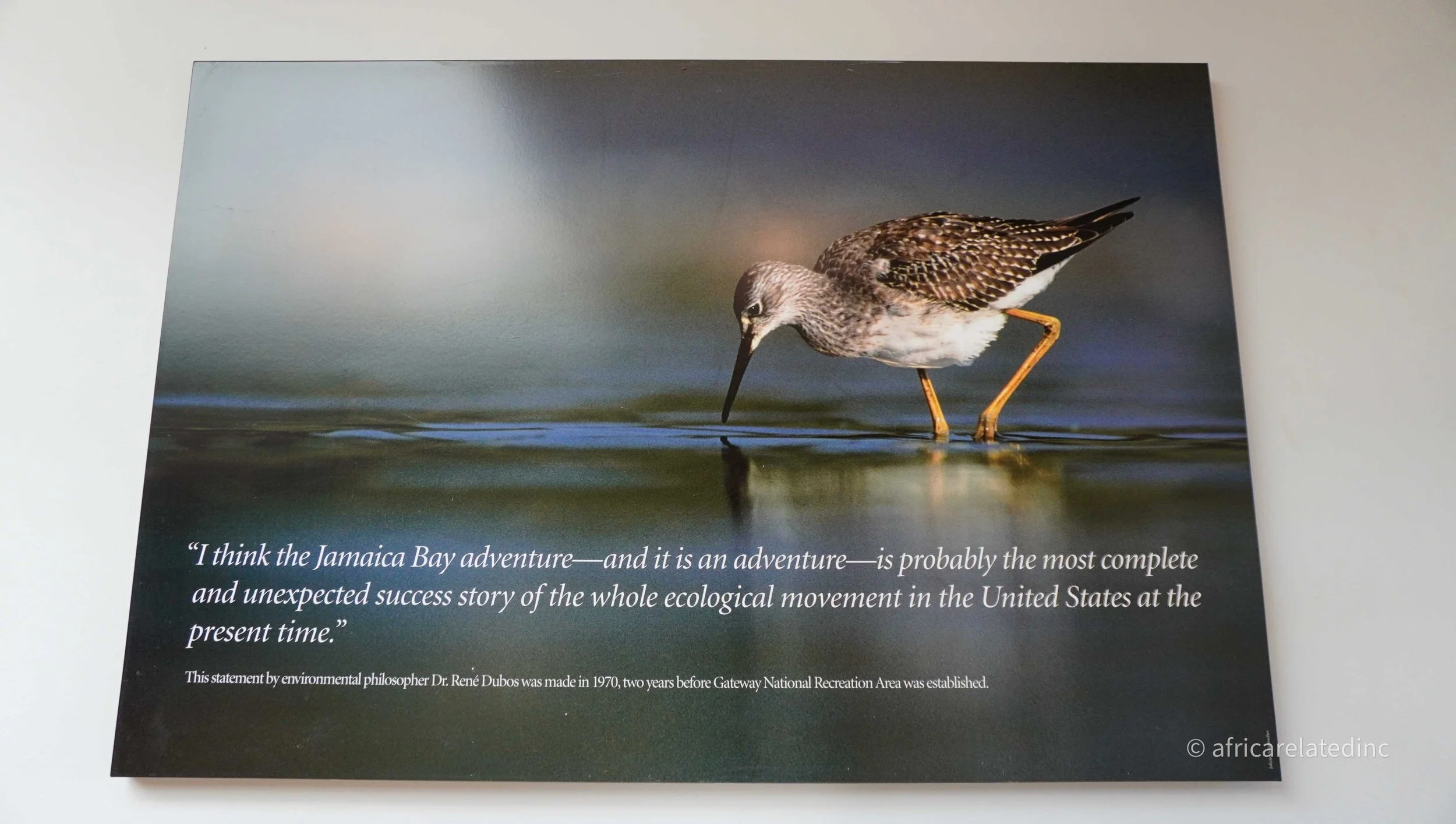 ARInc  - Jamaica Bay-87.jpg