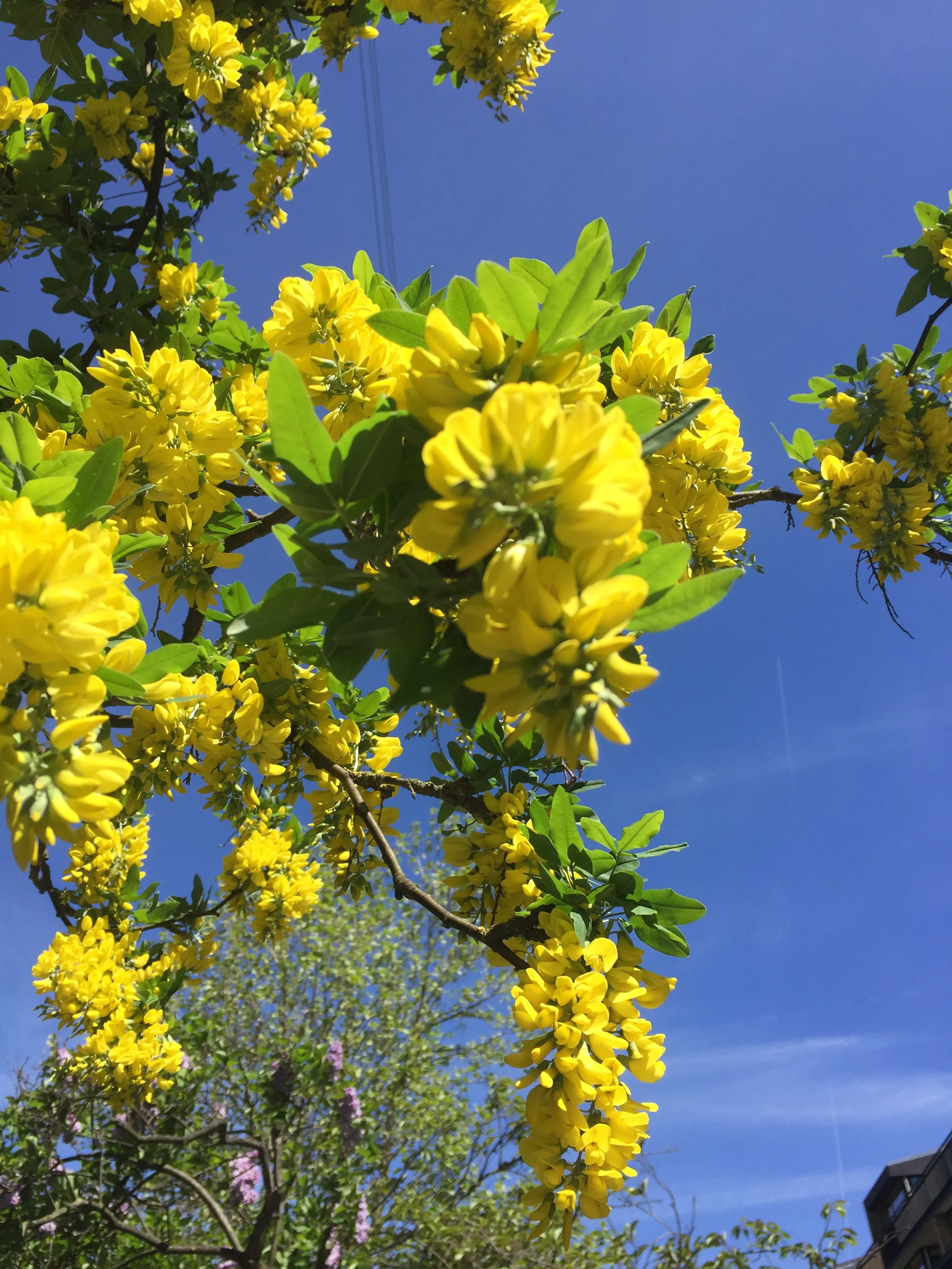 Overcoming Cognitive Biases to Understand Reality Better