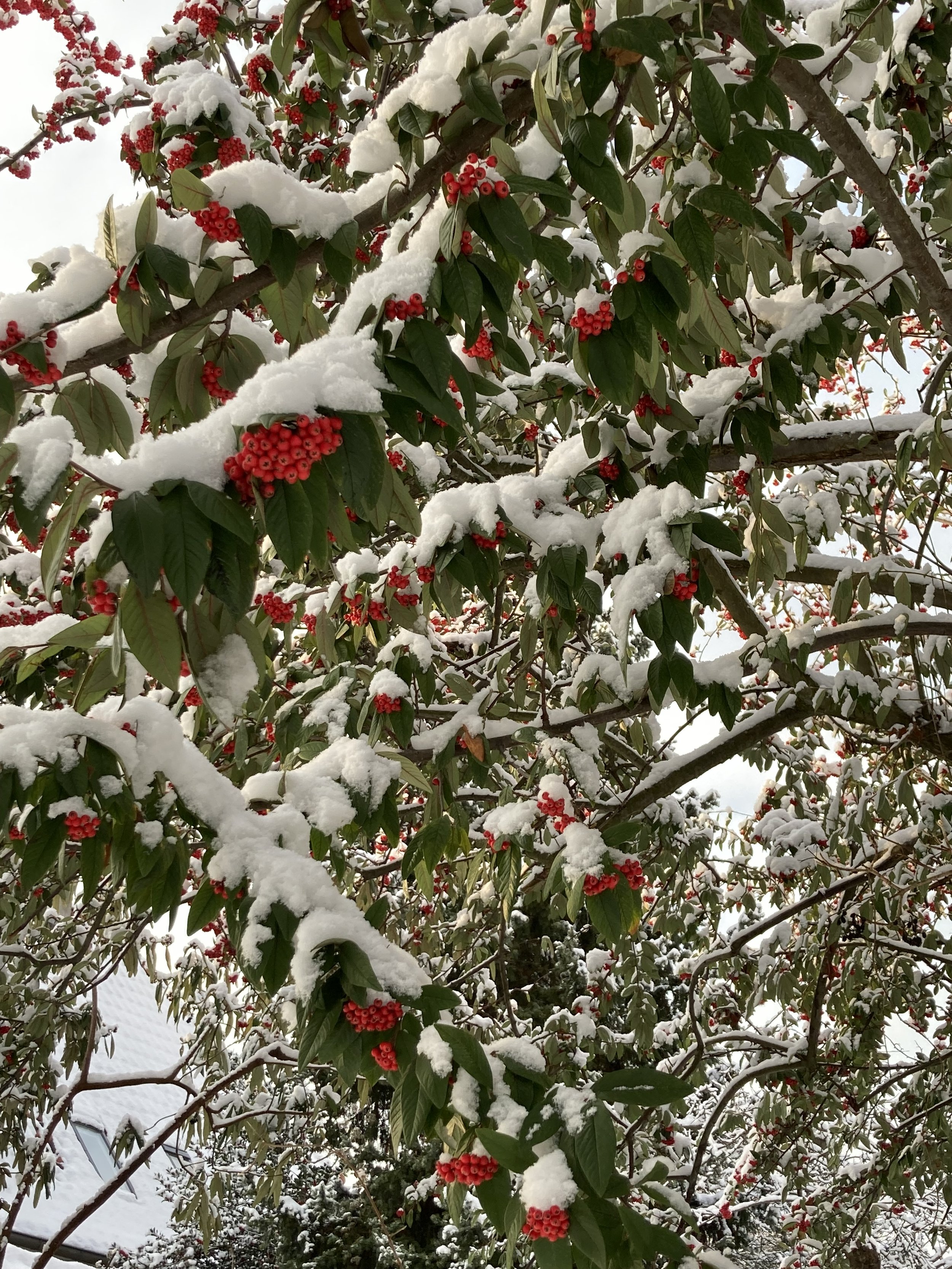 Er du clairvoyant, spurgte han mig...