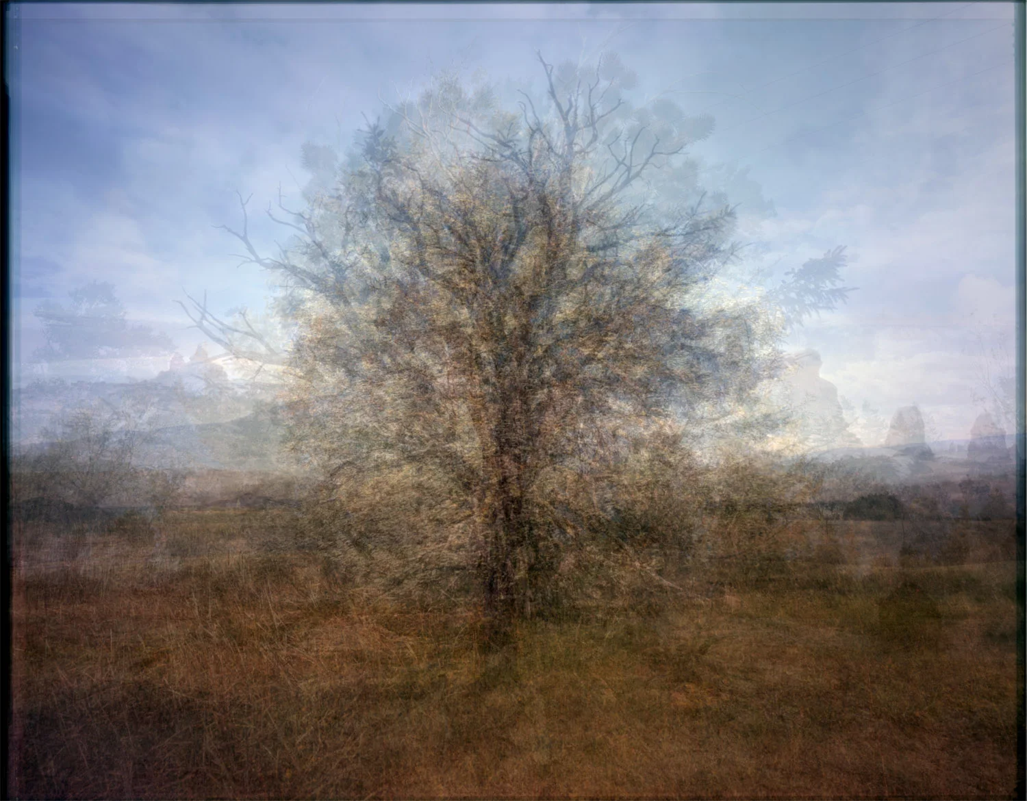 Tree, 16 composited images, Archival inkjet print, 32” x 40,” 2012