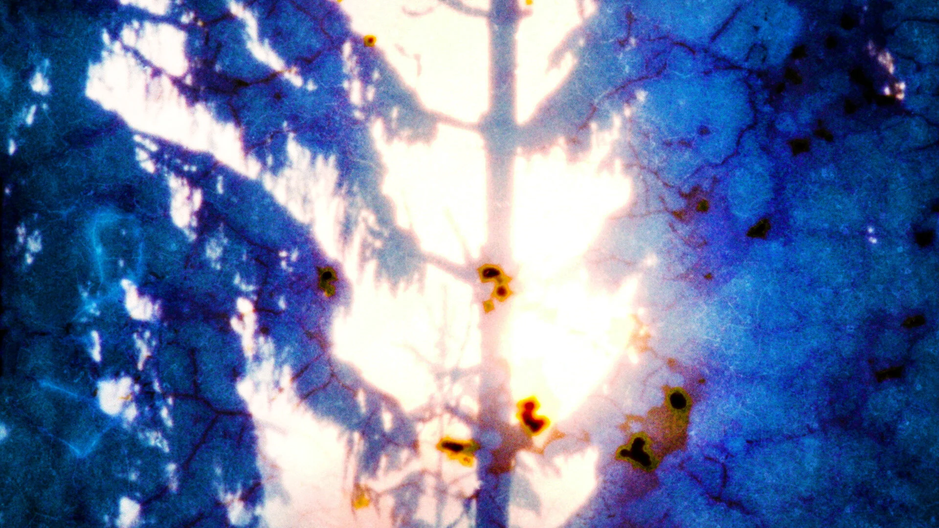  Still,  Late Winter (For The Left Hand) , 2021 