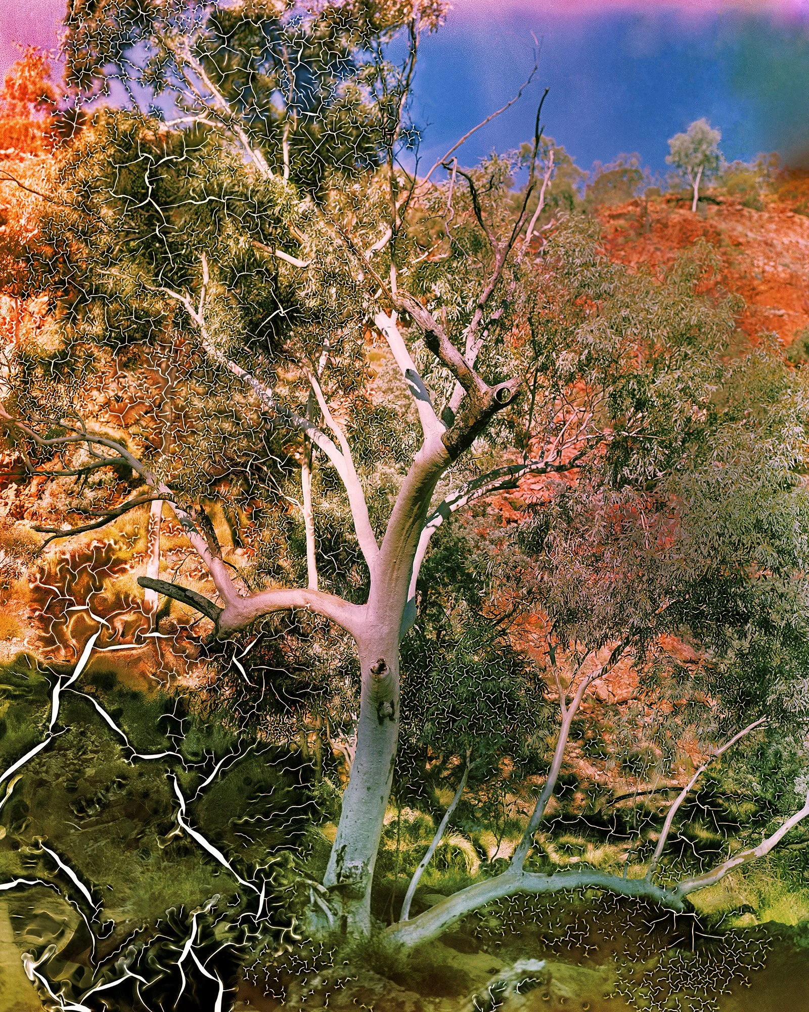 Tree at Redbank Gorge , 2025. Lightjet print from soaked film and mordançage, 24” x 30” & 16”x20”, edition of 10 + 2AP total.