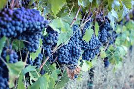 Querciagrossa Grapes.jpeg