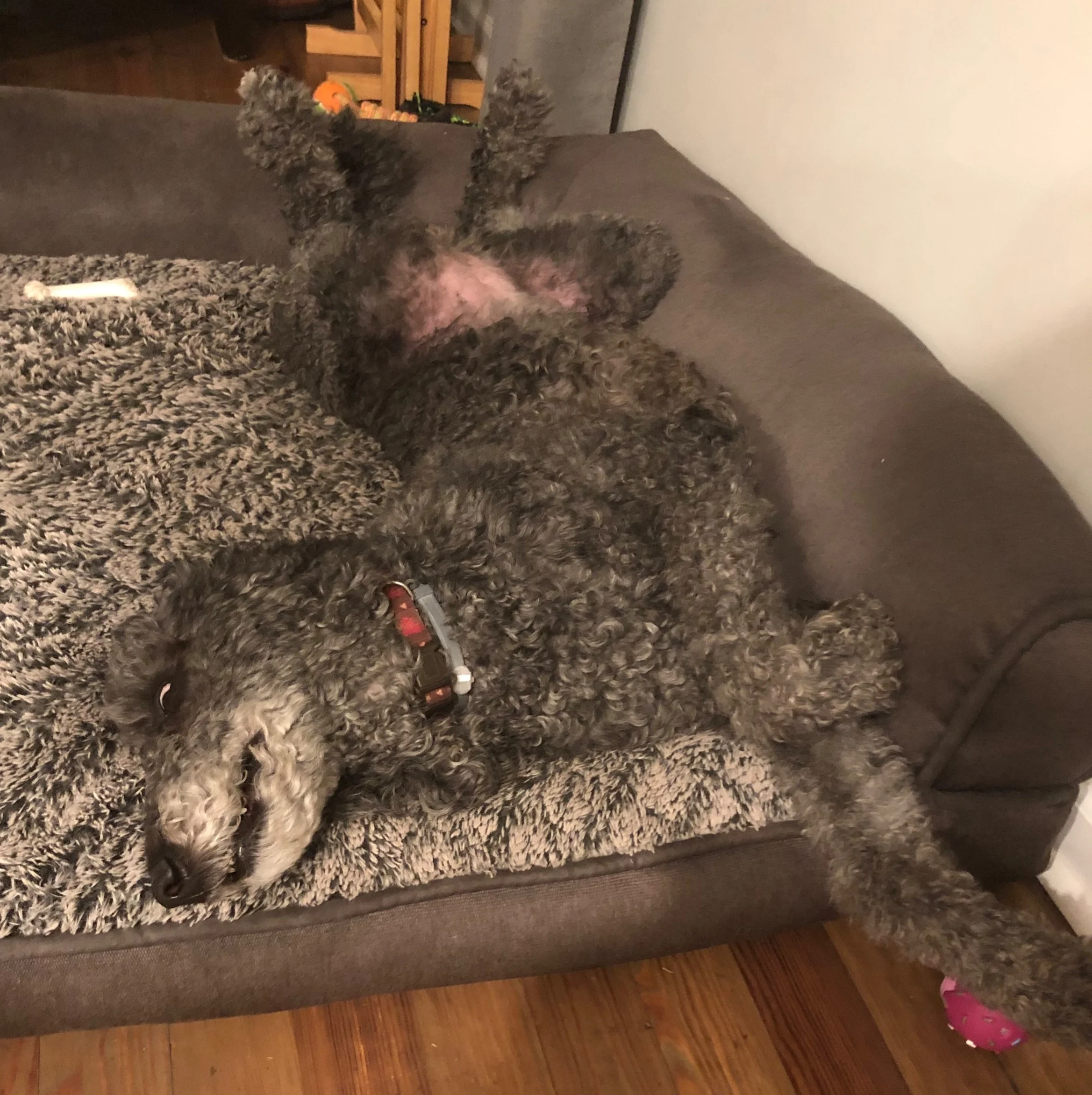 The “real” Greyce - sleeping with her eyes open, and not very lady-like.