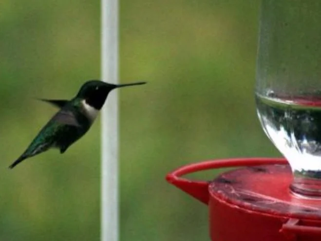 Hummer.jpg