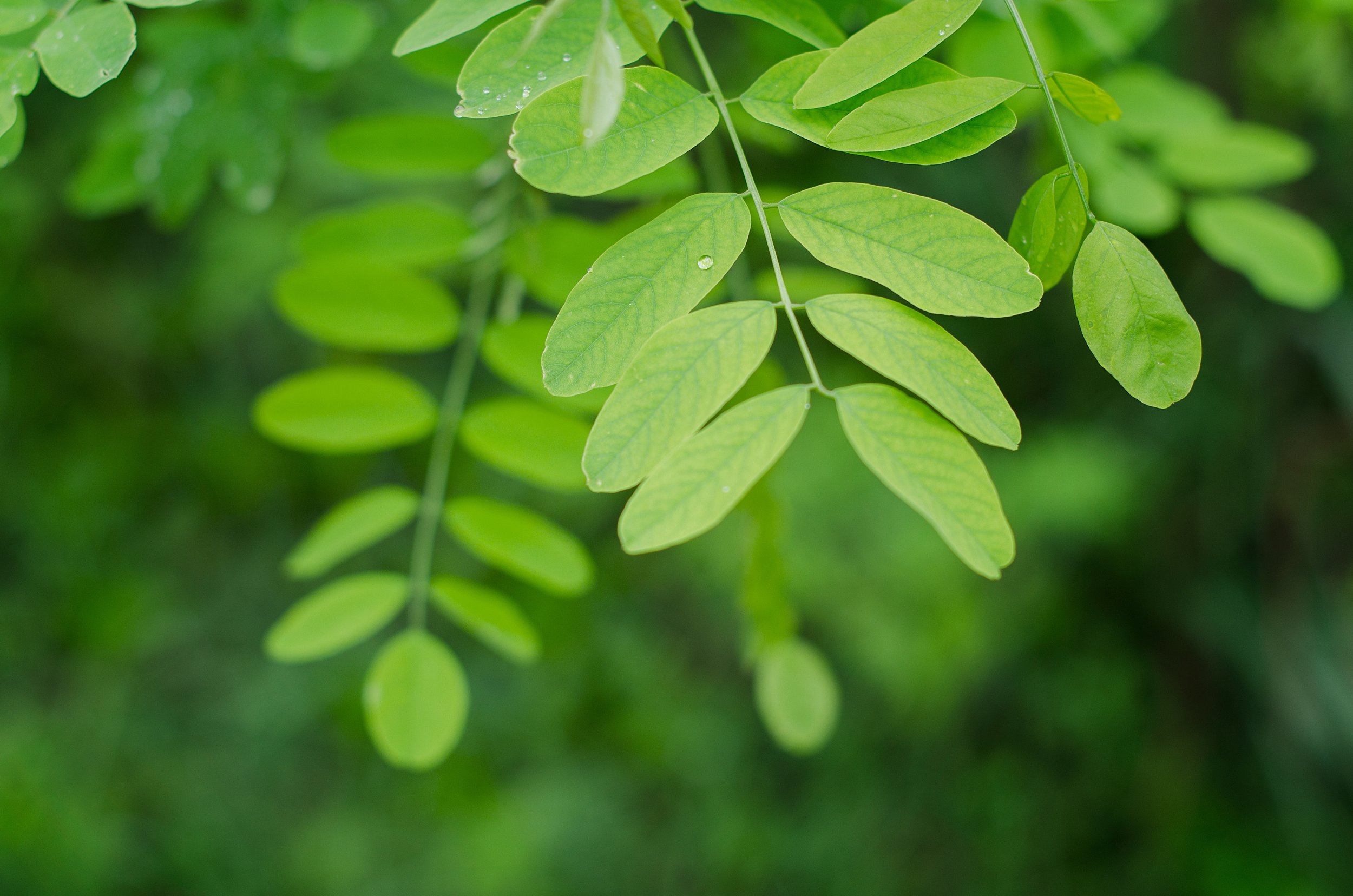 Natural Remedies Digestive Issues.jpg