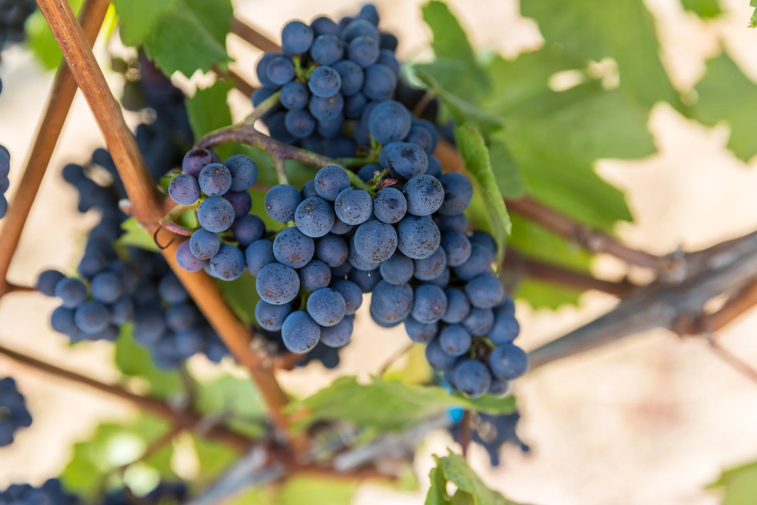 Call for Wine - Eugene Magazine
