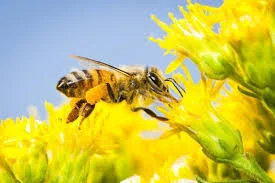 Oregon Legislators Stand Up for Bees