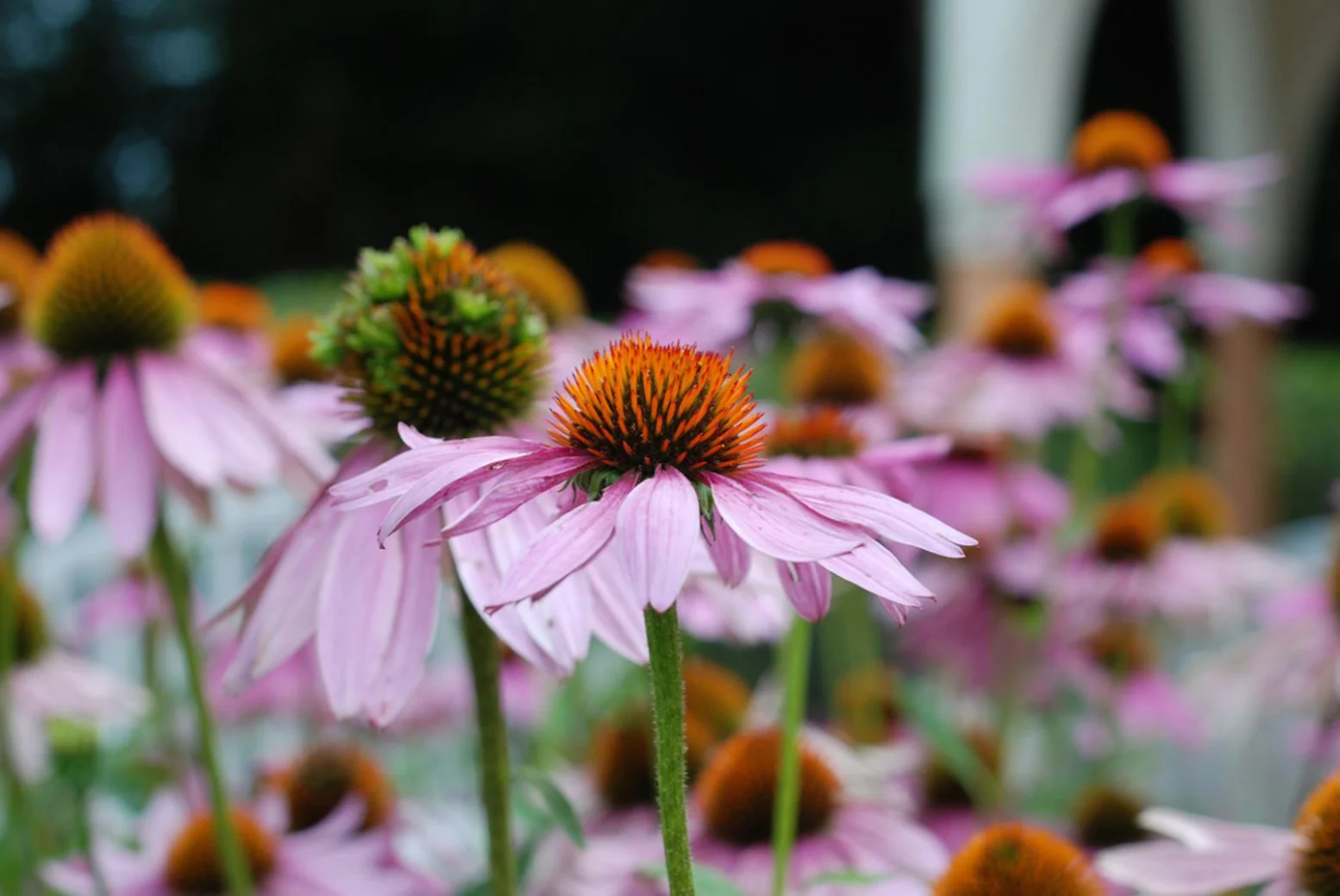 Announcing the Mountain Rose Herbs Grants 4 Plants Winners