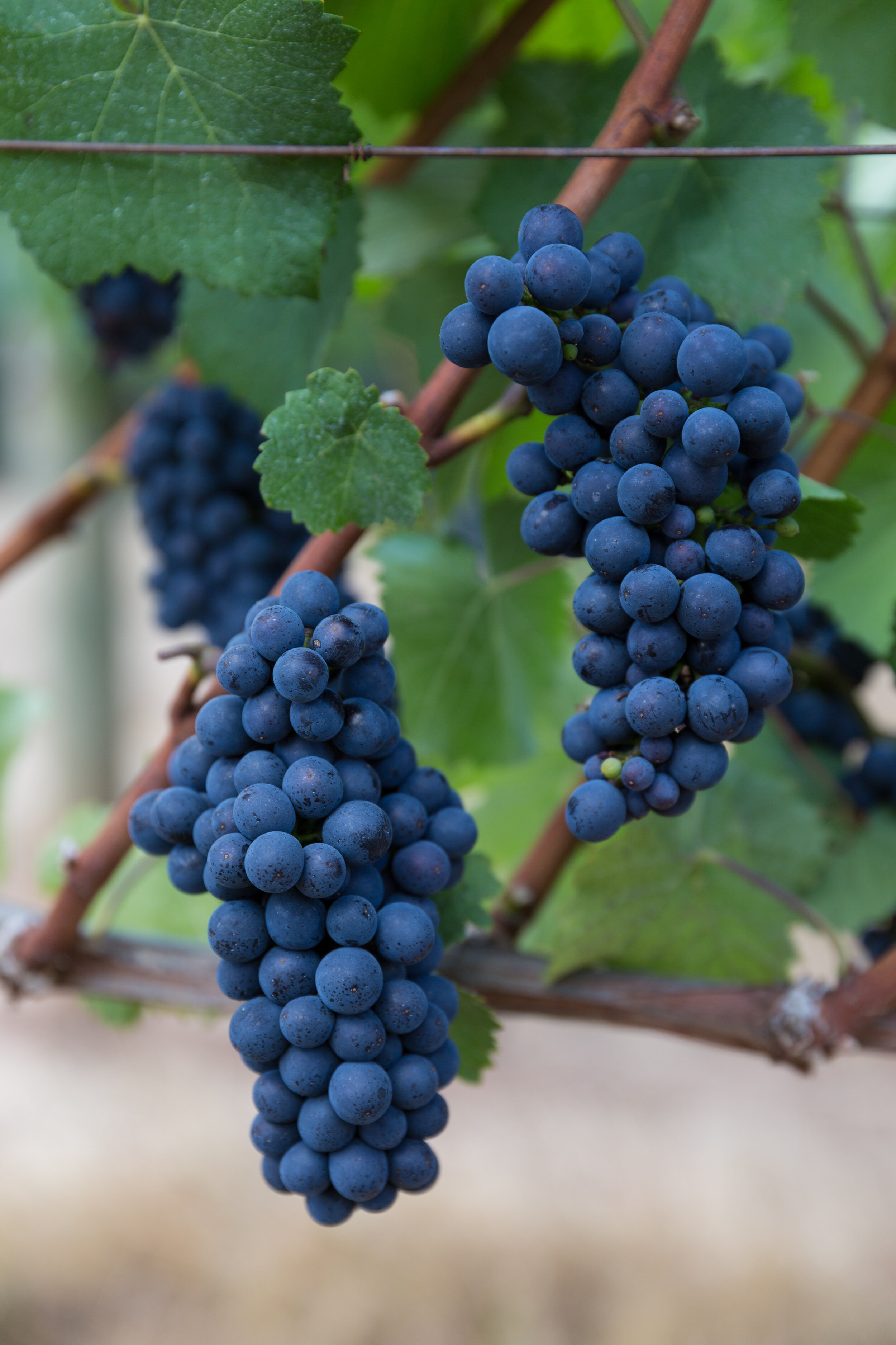 Southern Willamette Valley Wines Highlighted by Napa Valley Register