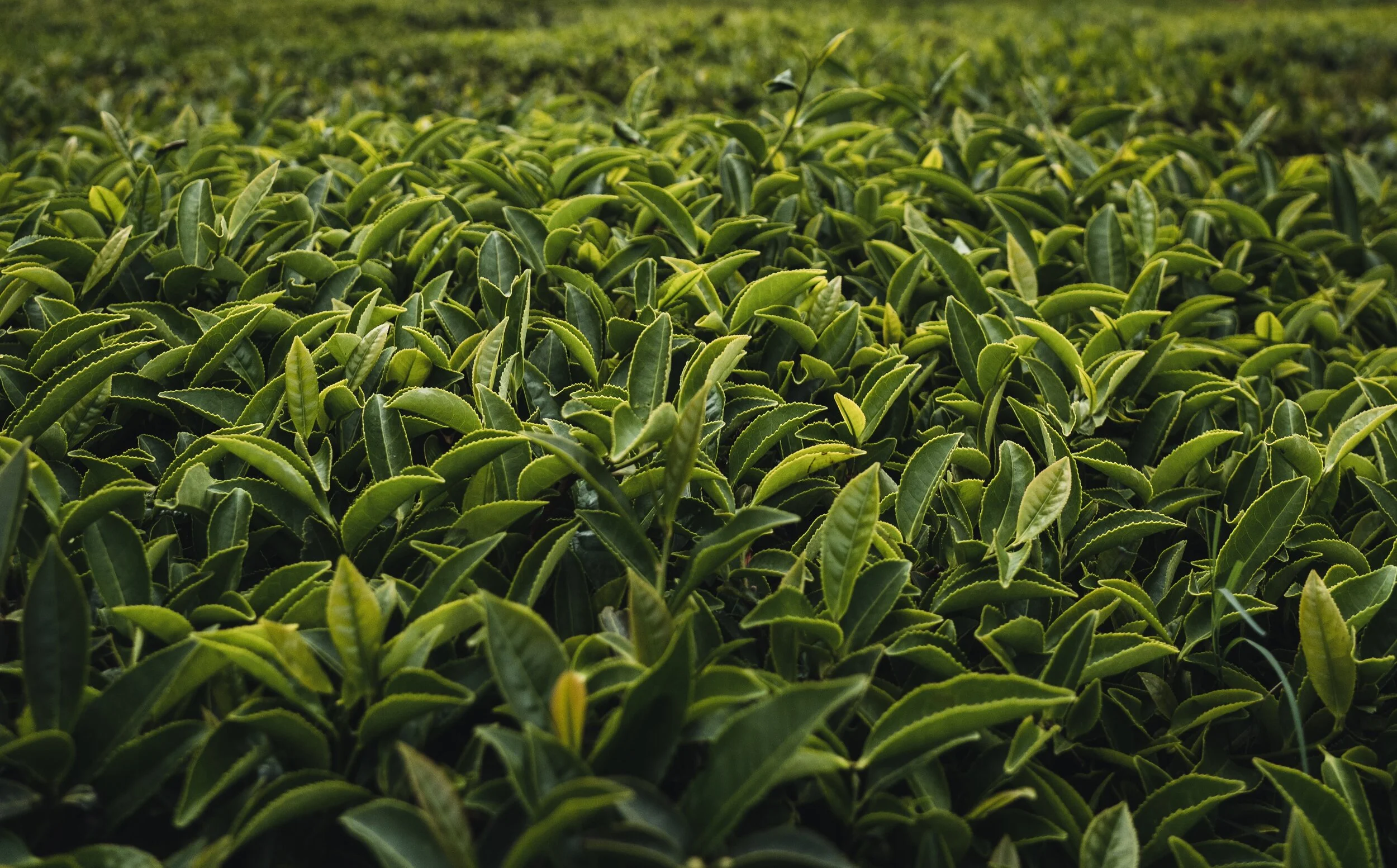 Could Oregon Become a Tea Growing Region?