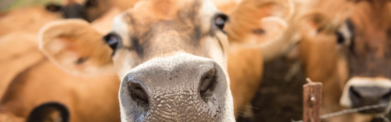 A Symbiotic Partnership