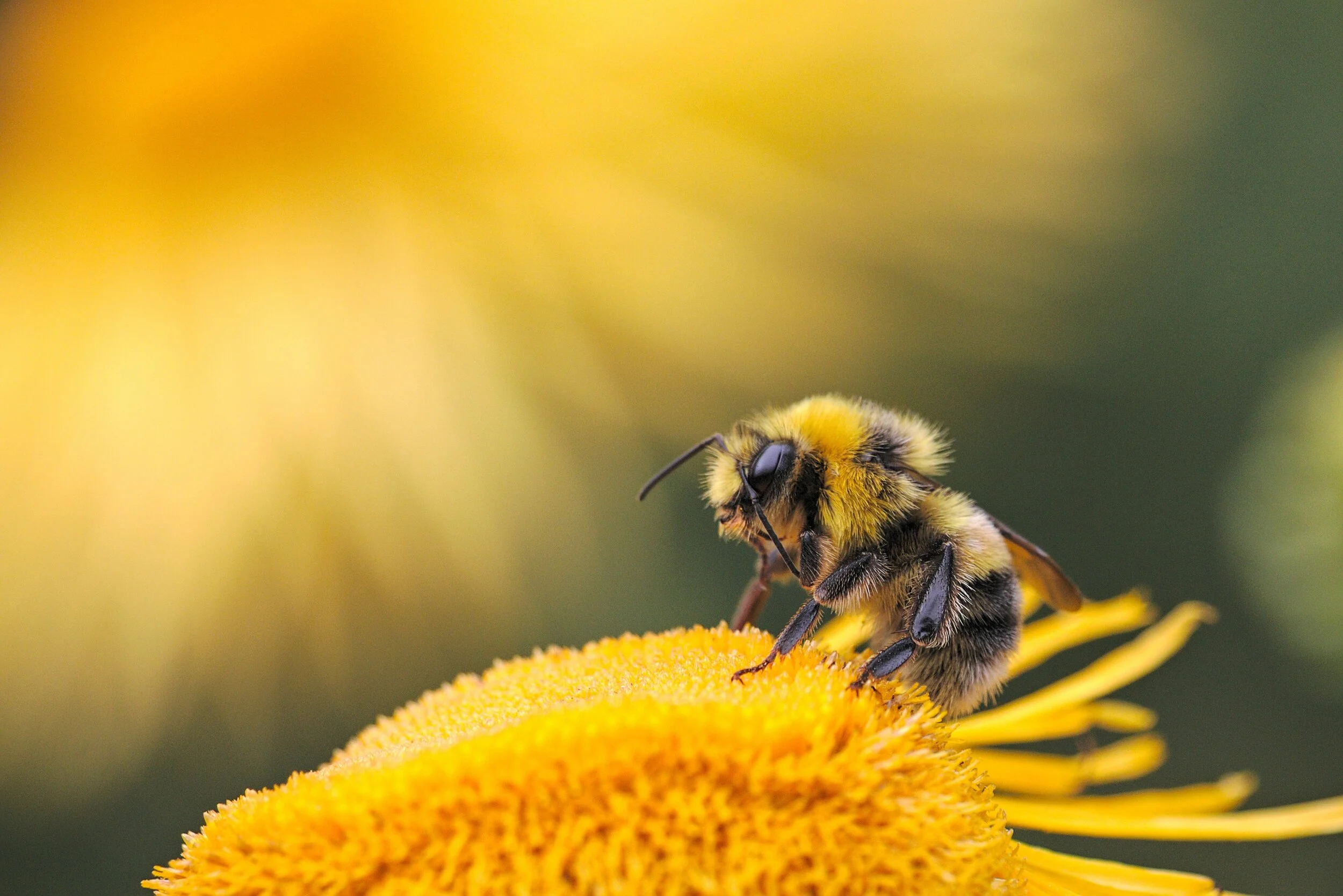 Oregon Continues to Fight for Bees