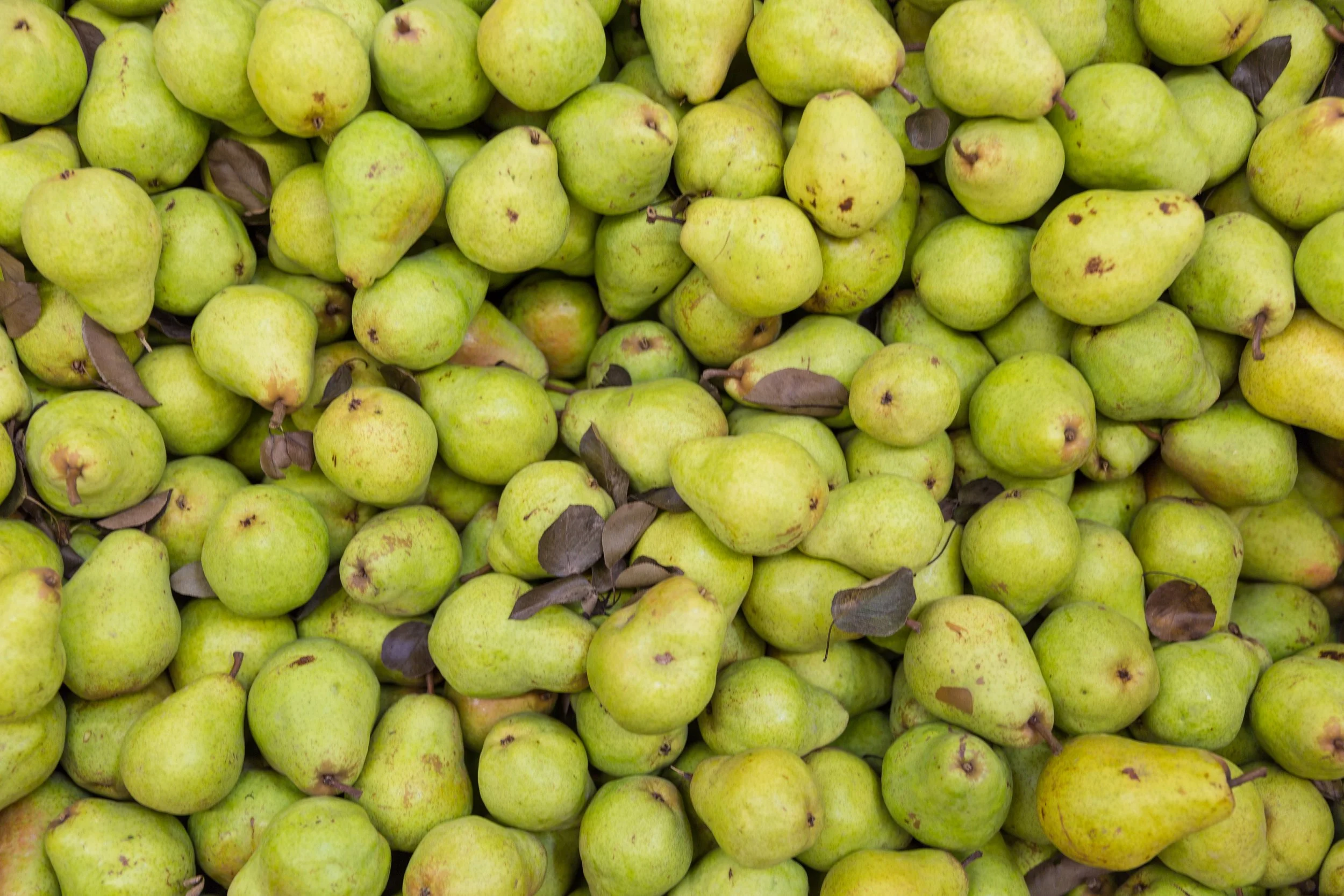 King Estate Donates 18 Tons of Apples and Pears to FOOD For Lane County