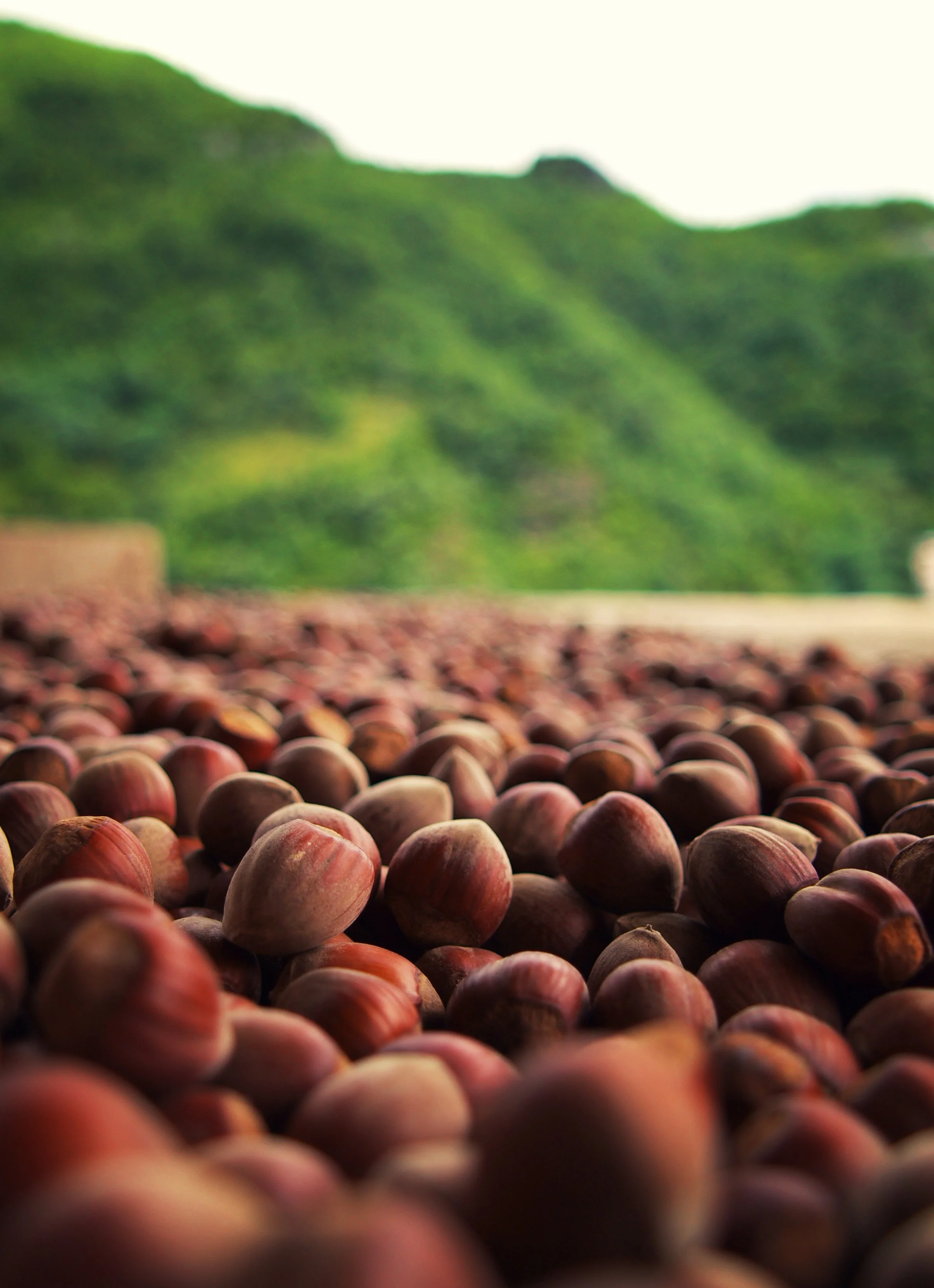 Oregon Organic Hazelnut Summer Tour