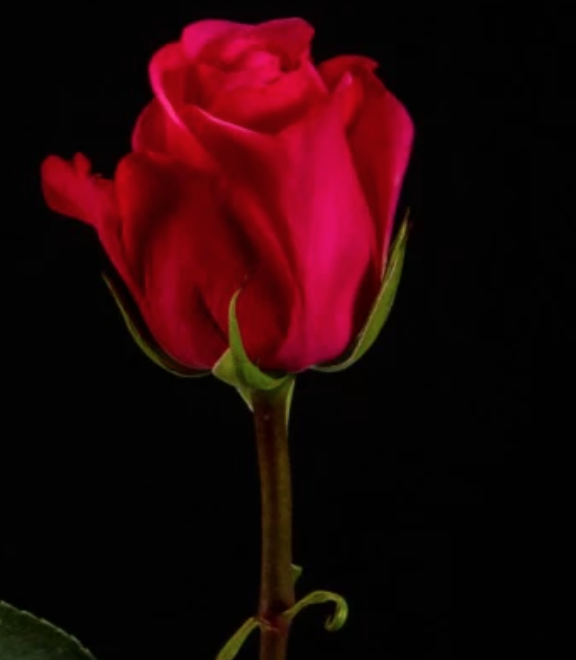 Will You Accept This ‘No’: How ‘The Bachelor’ Tells A Love Story