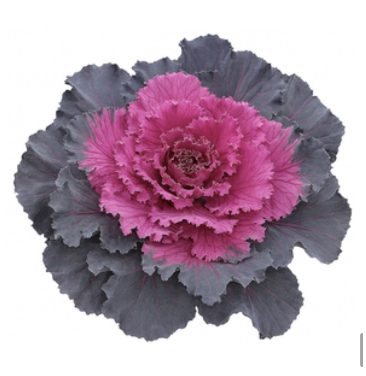 image1.jpeg