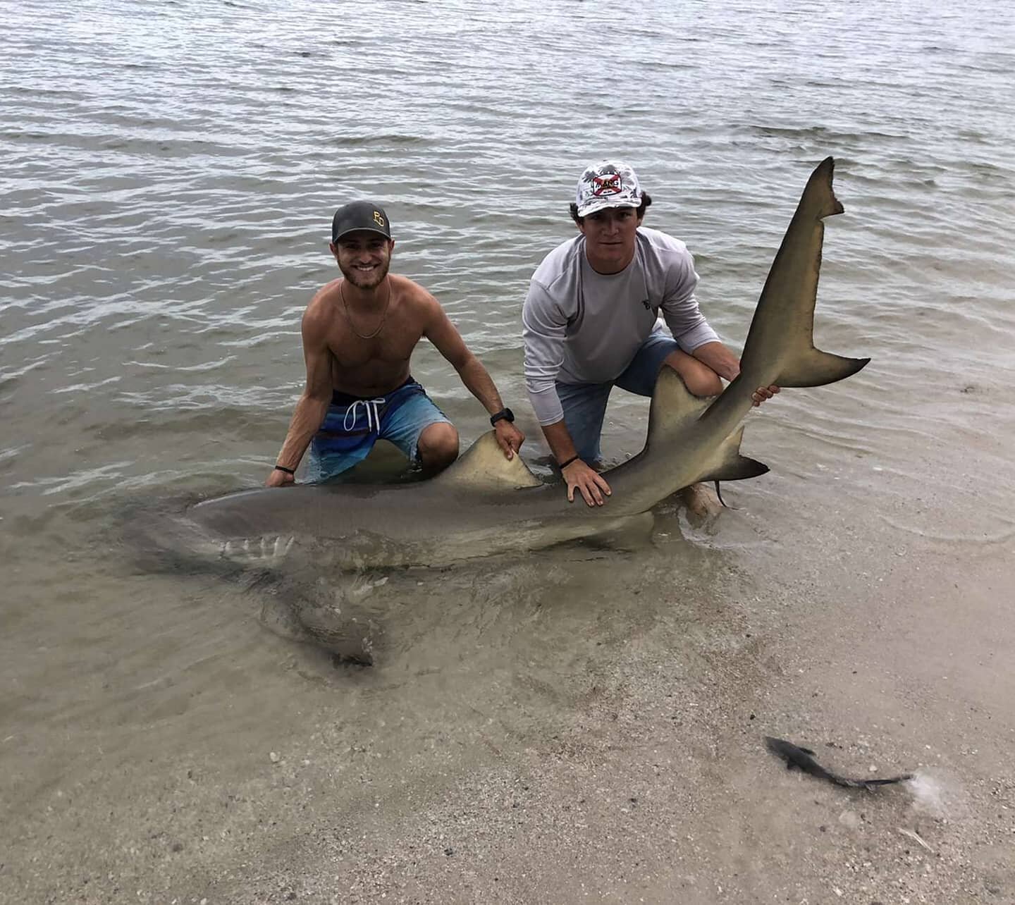 Sharks are chewing! Tagging &amp; relaseing a beautiful 9ft female lemon shark &amp; 6ft female black tip shark.
Give us a call 772-349-1382