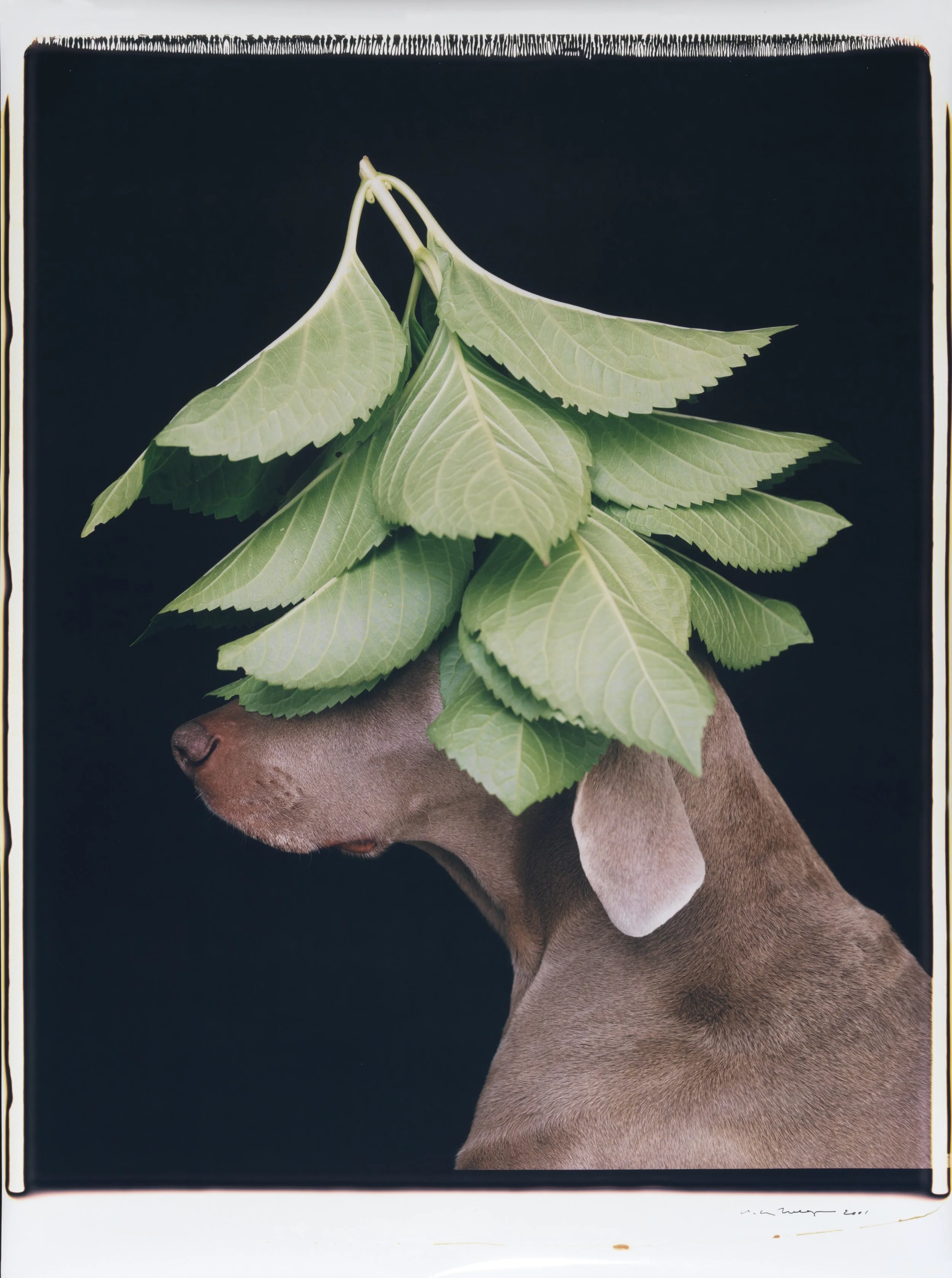 Pop art and new works: William Wegman