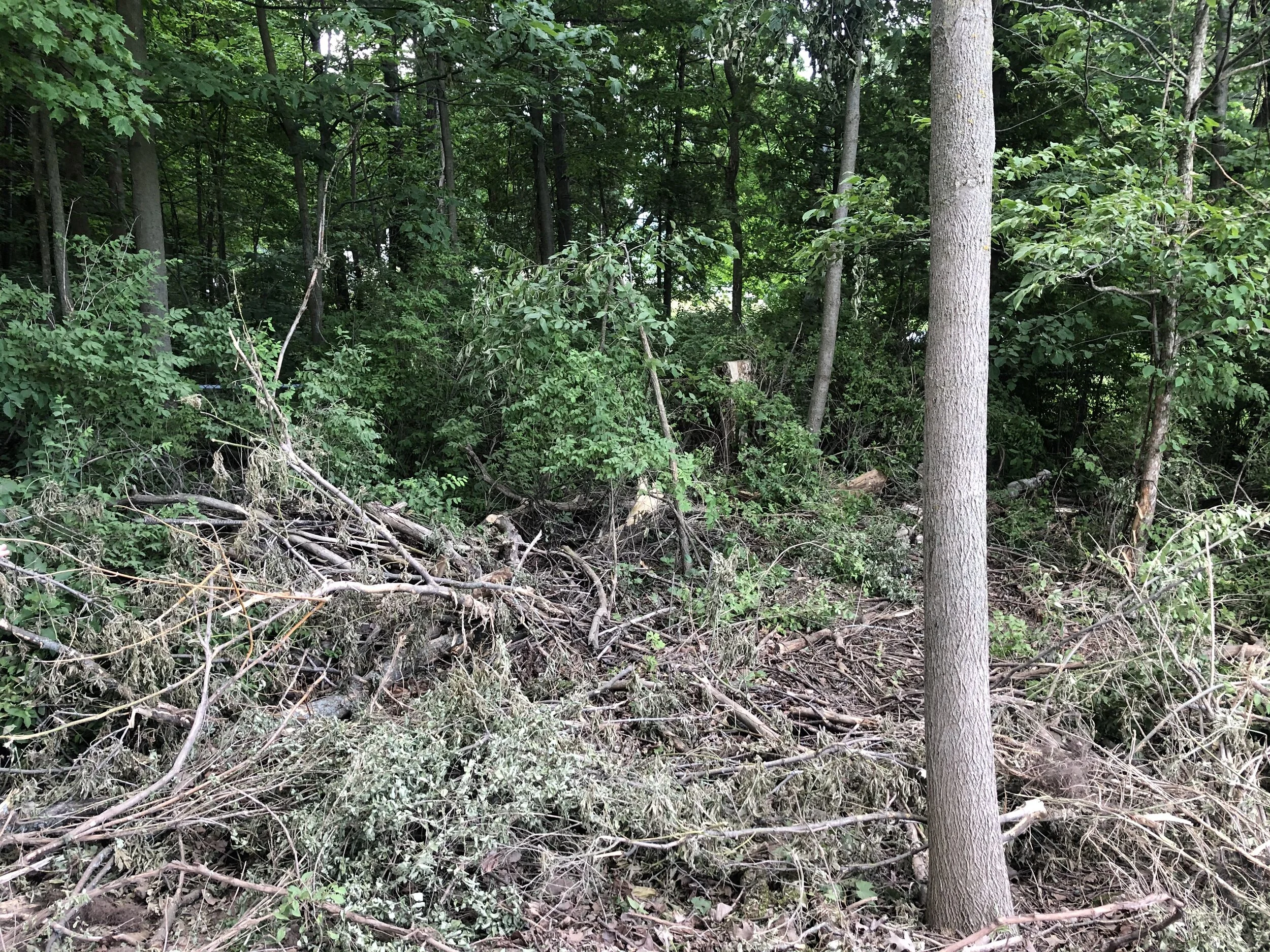 Tree removal prompts border dispute, and the beach is booming