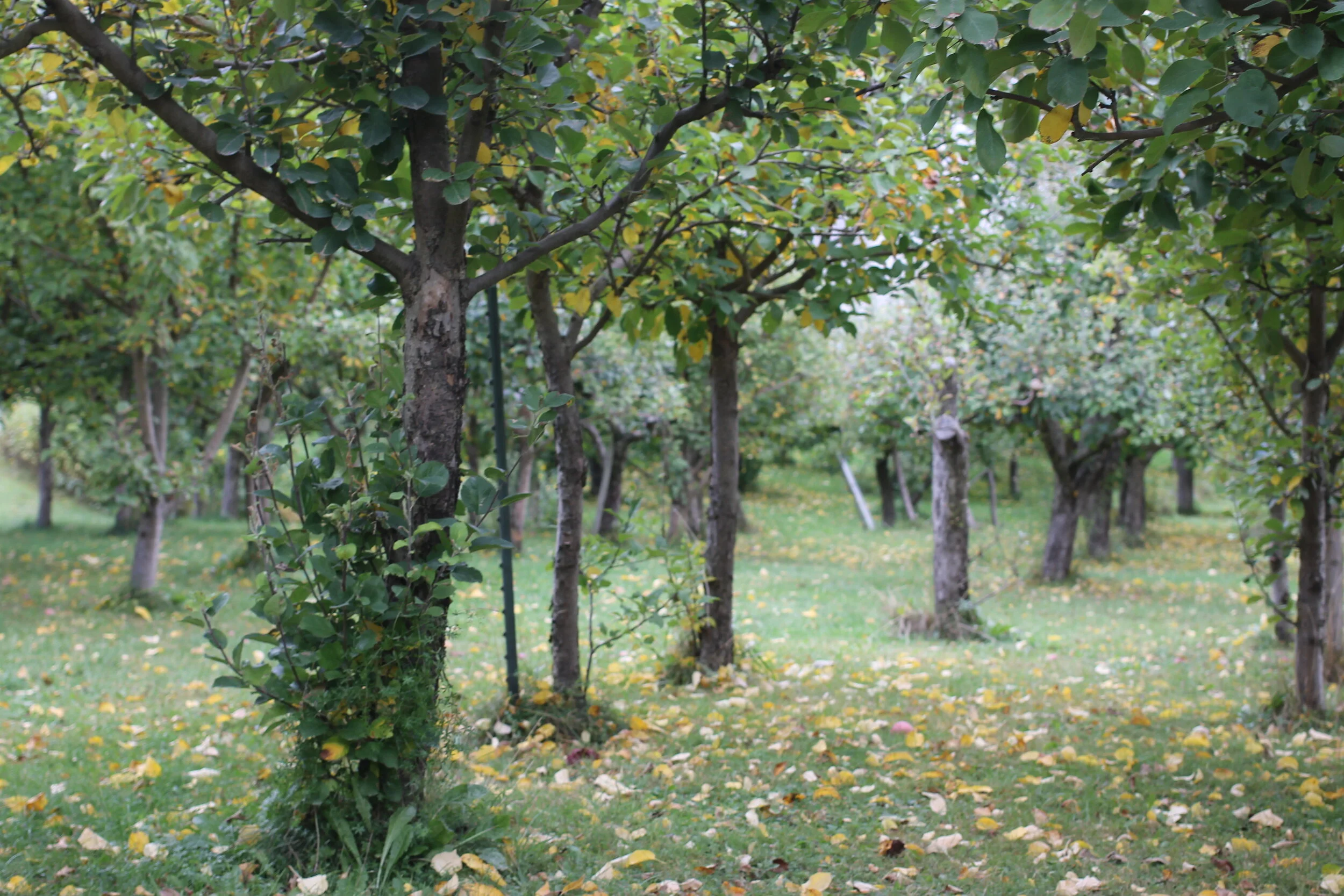 Going fast! Apple-picking proves popular in a pandemic