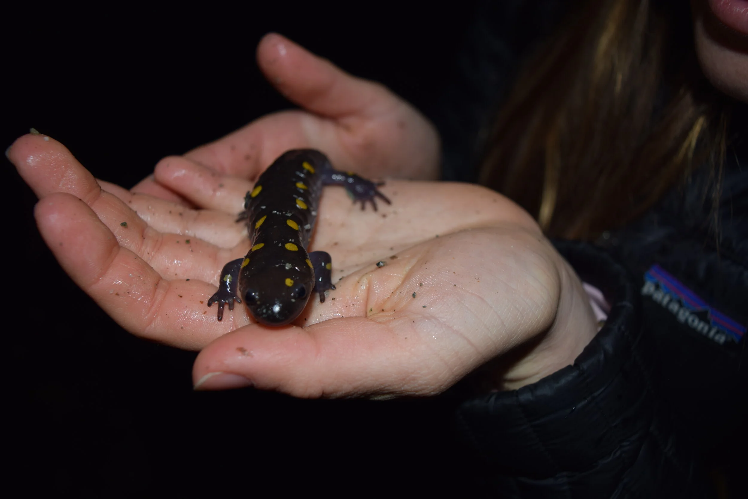 To save amphibian lives, "adopt a crossing" in Huntington