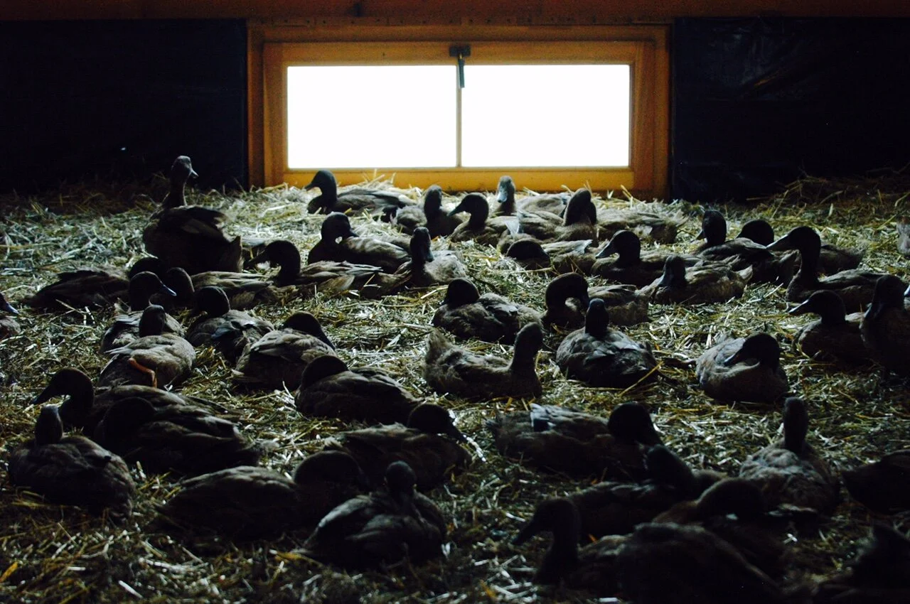 How a flock of ducks found sanctuary amid Huntington peaks