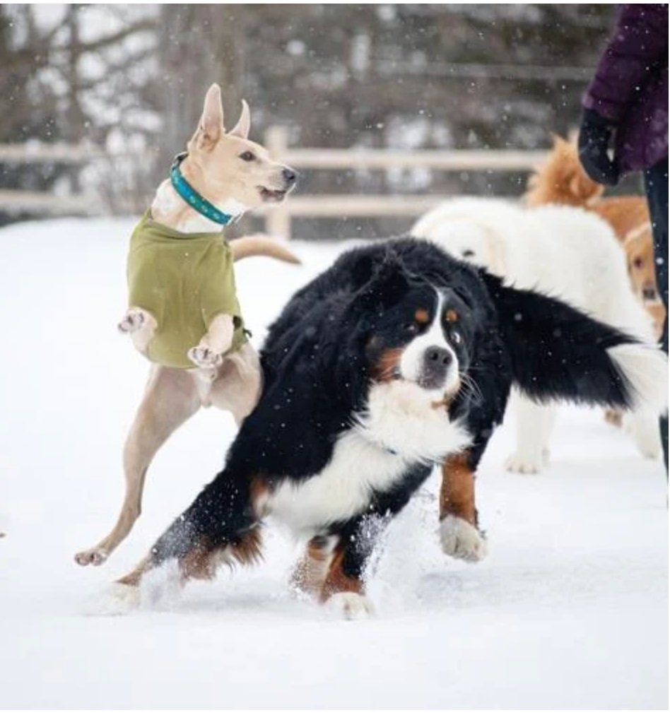 Mixed-breed Louie wears a coat on a cold day to play with friends at Wheeler Dog Park