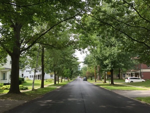 South Burlington looks at tree planting as a step toward carbon goals