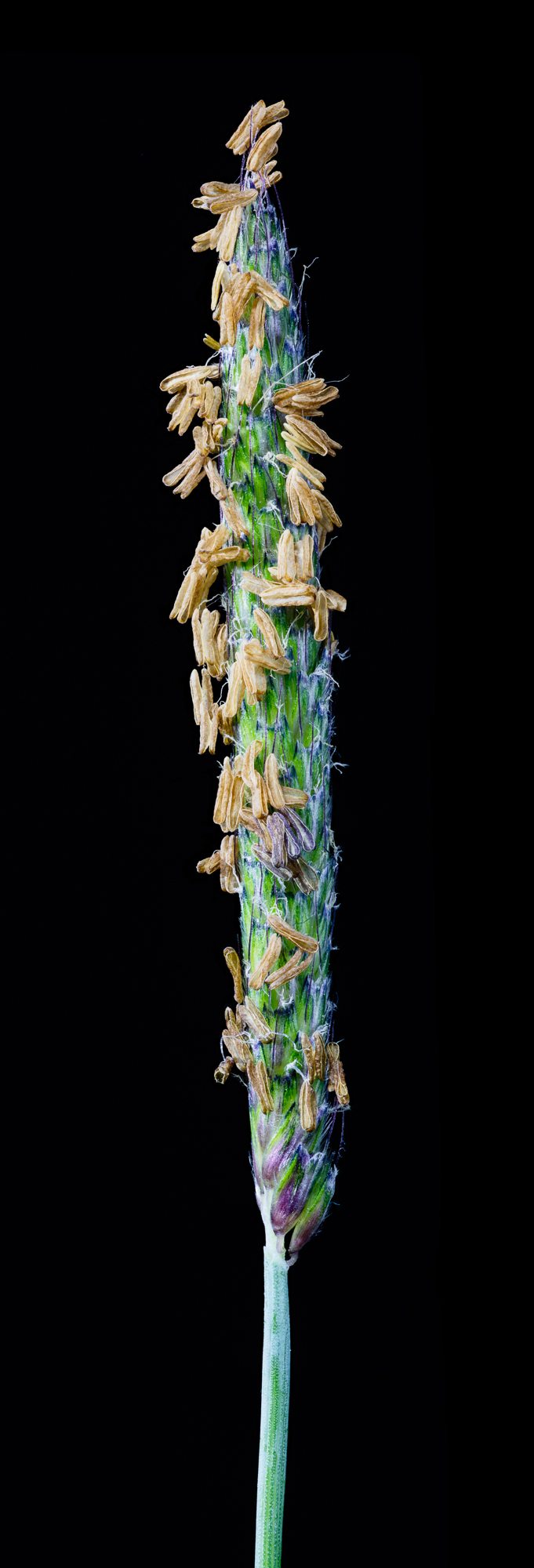 Marsh Foxtail or Alopecurus geniculatus