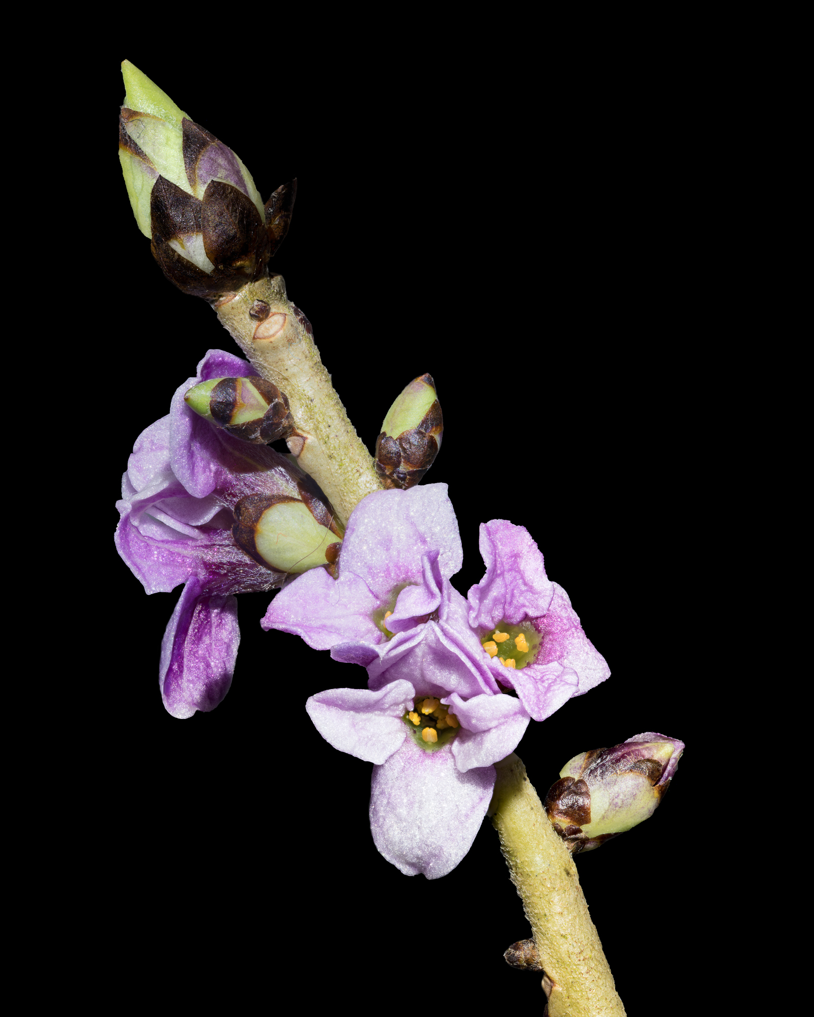 Mezereon or Daphne mezereon