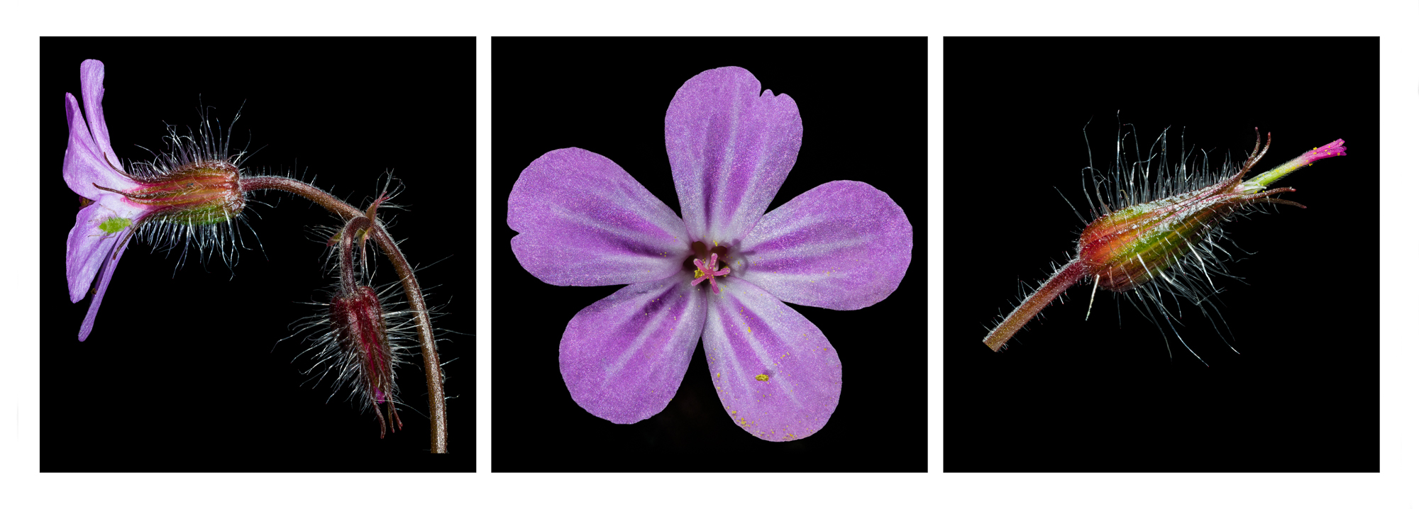 Herb Robert or Geranium robertianum