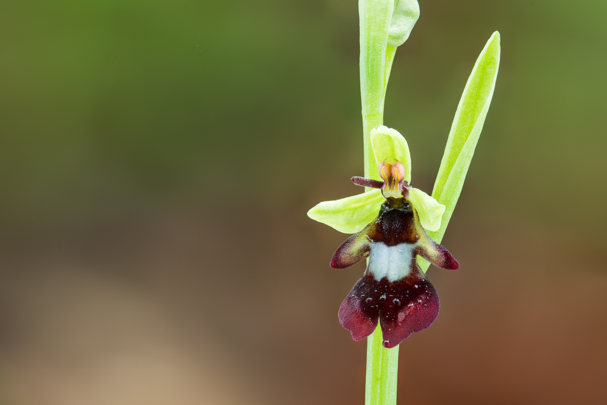 Fly Orchid or Ophrys insectifera